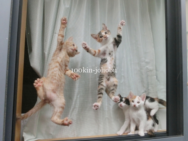 網戸掃除グッズをダイソーで調査 ワイパー スポンジ ブラシはある